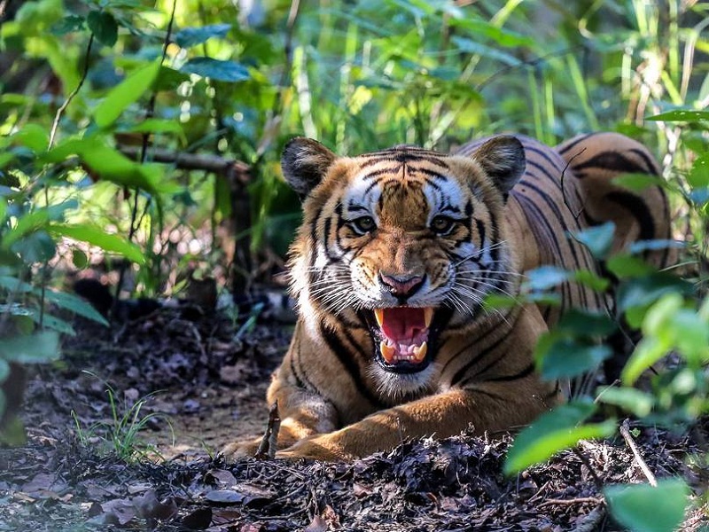 विश्व बाघ दिवस : ४ वर्षमा बाघको संख्या ३५५ पुग्यो
