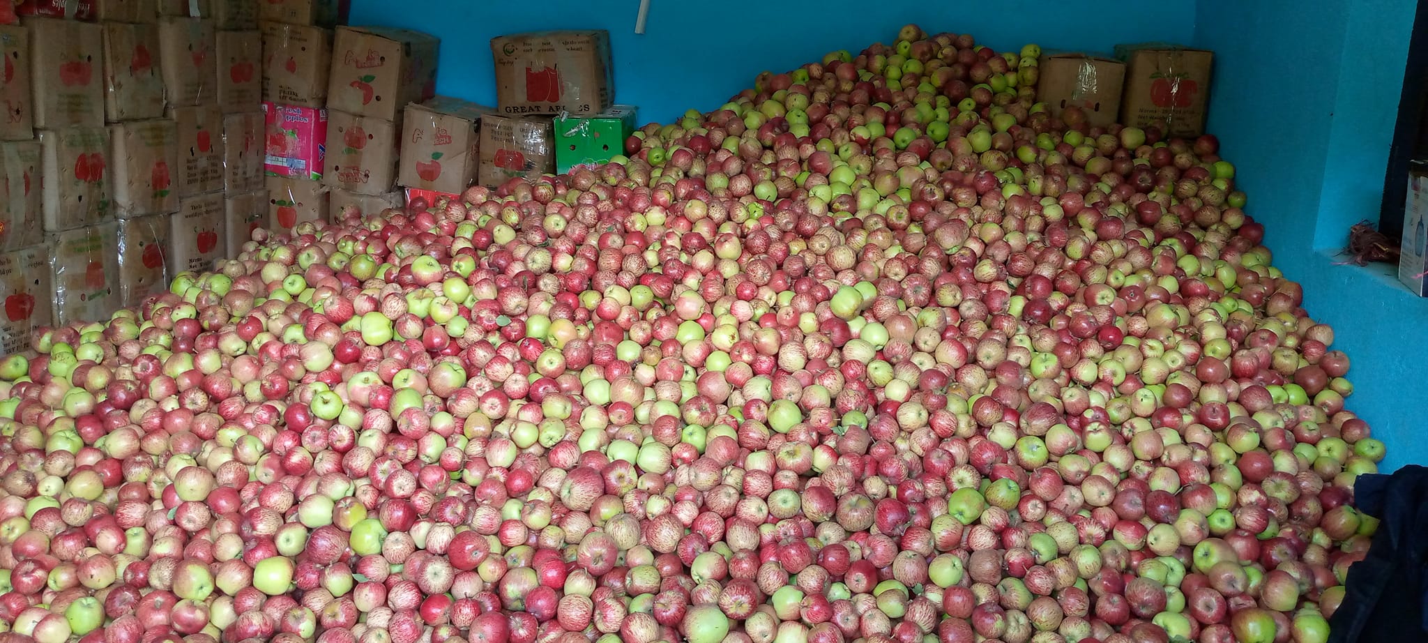 परिपक्क नहुँदै जुम्लाको स्याउ टिप्न सुरु, सरोकारवाला बेखबर (फोटोफिचर )