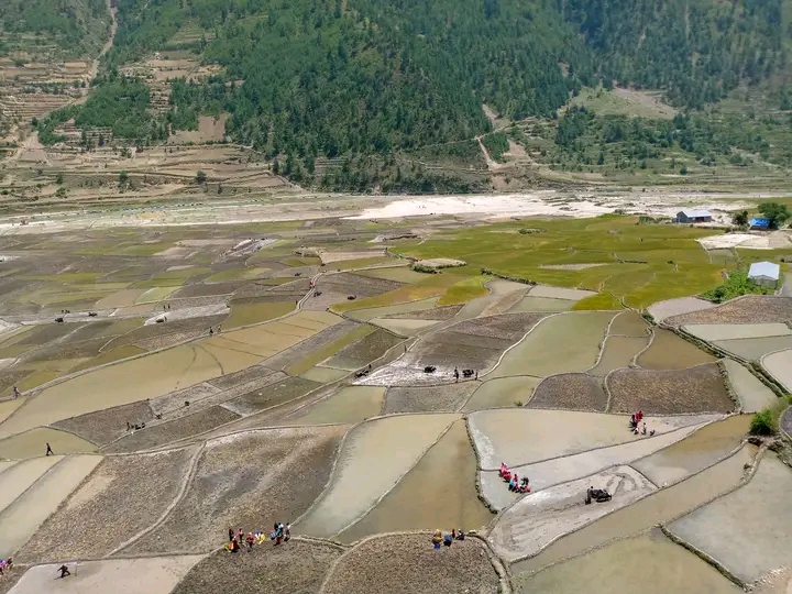 मार्सी धानको खेती ओझेलमा पर्ने चिन्तामा किसान ।