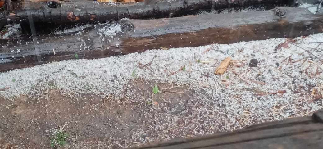 जुम्लामा असिनाले स्याउ र ओखरको फूल नष्ट