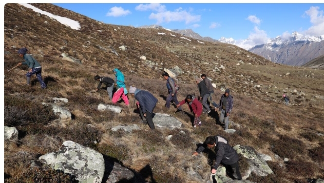 मुगुको पाटनमा यार्सा टिप्न पुगेकाको दुर्घटना बीमा