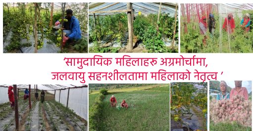 जलवायु परिवर्तनको असरः जुम्लाका किसान बाध्यतापूर्वक तरकारी खेतीतर्फ